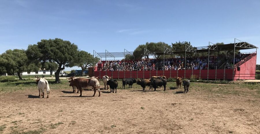 Cadiz: Andalusian Horses and Bulls Country Show - Why the Torrestrella bulls matter