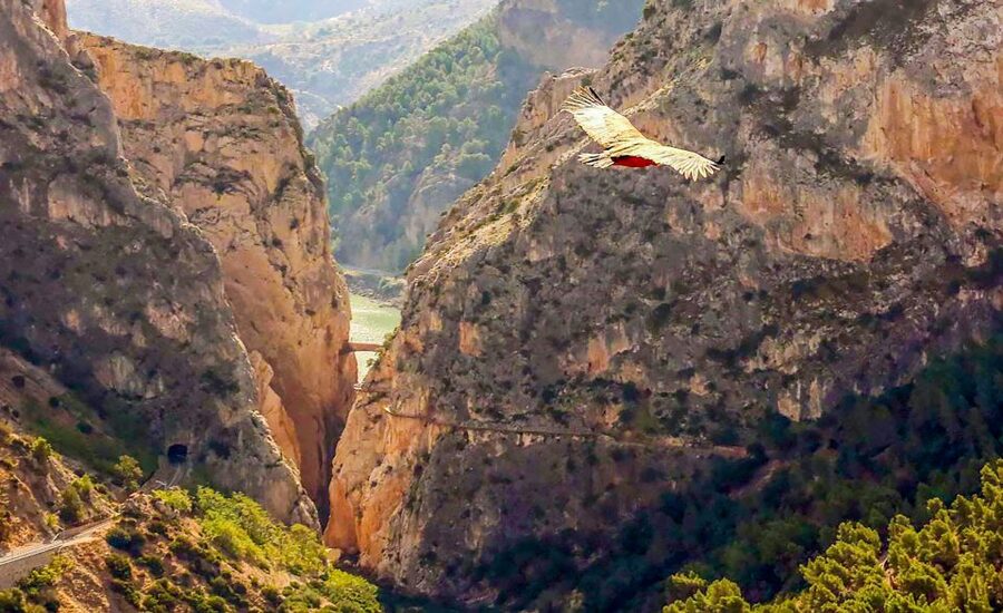 Caminito del Rey: Guided Tour and Entry Ticket - Railway remains and the story behind the path