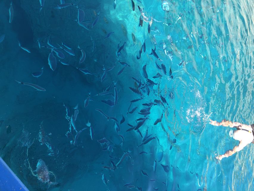 Can Picafort: Dolphin Watching Boat Tour with Swimming - Key points before you book