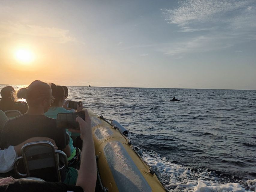 Can Picafort: Dolphin Watching Boat Tour with Swimming - Who should book this experience