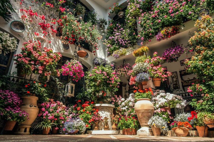 Córdoba: Guided Tour of the Patios - The guide’s role in bringing the patios to life