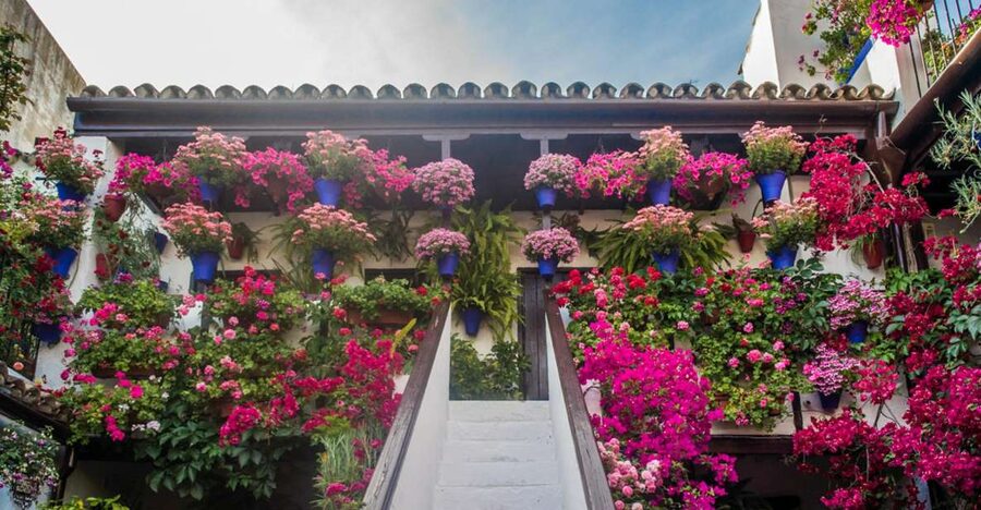Córdoba: Guided Tour of the Patios - Meeting outside the Royal Stables