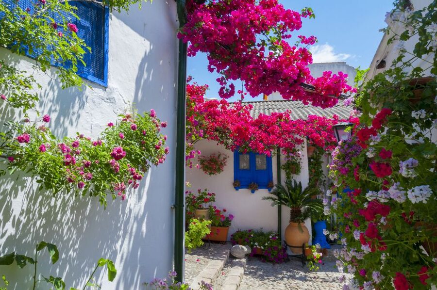 Cordoba's Authentic Patios: 2-Hour Tour with Tickets - Why Córdoba’s patios matter