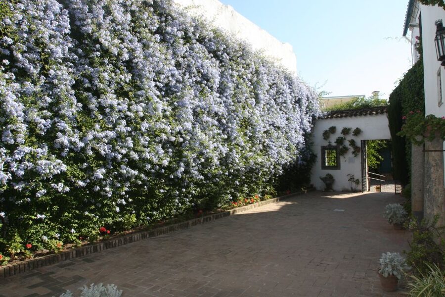 Córdoba: Viana Palace Gardens and Patios Entry Ticket - Finding the entrance in Plaza de Don Gome
