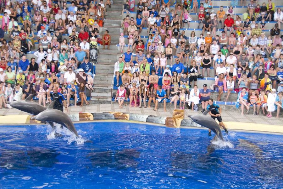 Costa Adeje: Aqualand Water Park Ticket with Dolphin Show - Food, drinks, and the real cost of the day