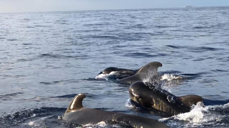 Costa Adeje: Whale and Dolphin Cruise with Food and Pickup - Setting out from Puerto Colon