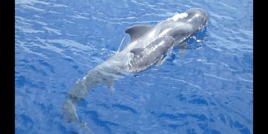 Costa Adeje: Whale and Dolphin Cruise with Food and Pickup - A scenic ride along Costa Adeje