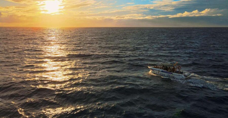 Costa Adeje: Whale and Dolphin-Watching Boat Excursion - Key points before you book