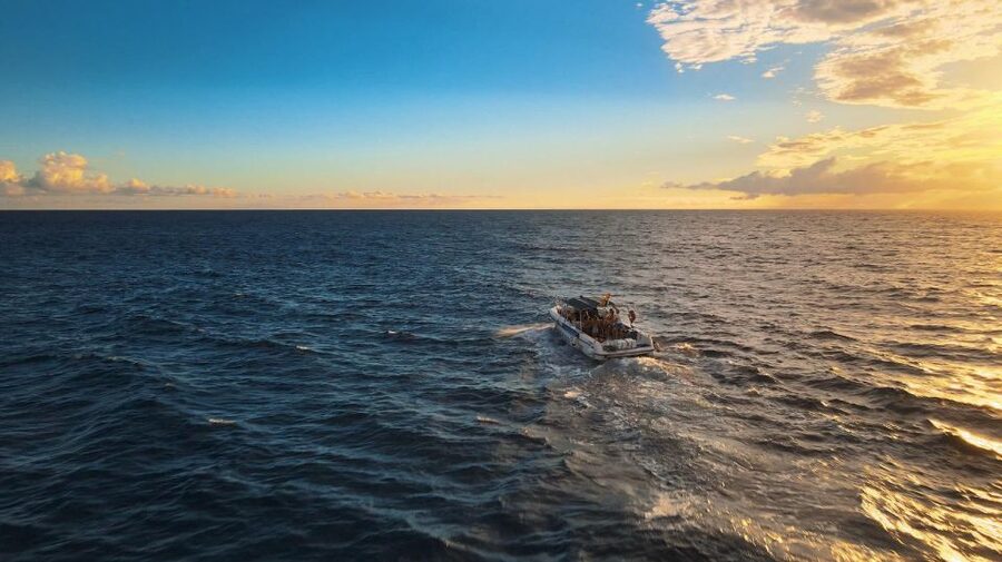 Costa Adeje: Whale and Dolphin-Watching Boat Excursion - What you might see near Costa Adeje