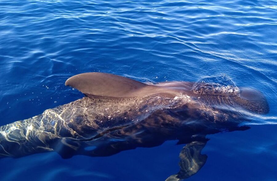 Costa Adeje: Whale and Dolphin-Watching Boat Excursion - Why the captain and guide make a difference