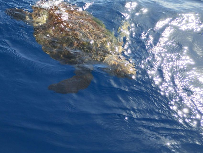 Costa Adeje: Whale and Dolphin-Watching Boat Excursion - Who will enjoy this cruise most?
