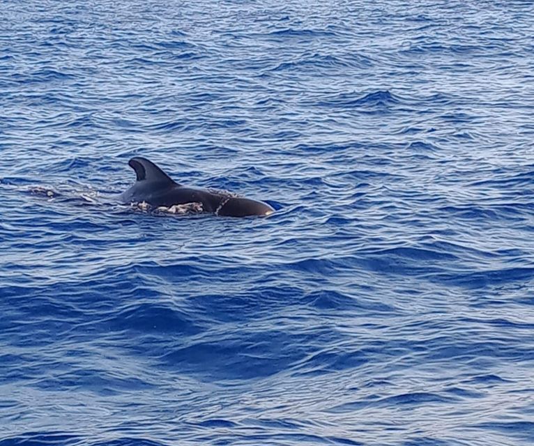 Costa Adeje: Whale and Dolphin-Watching Boat Excursion - Two hours in the Atlantic, not a staged animal show