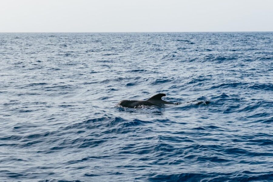 Costa Adeje: Whale & Dolphin Eco-Cruise with Snacks & Drinks - Why the five-hour option may be worth it