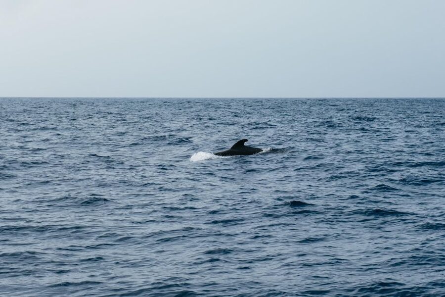Costa Adeje: Whale & Dolphin Eco-Cruise with Snacks & Drinks - Swimming, sun, and the return ride