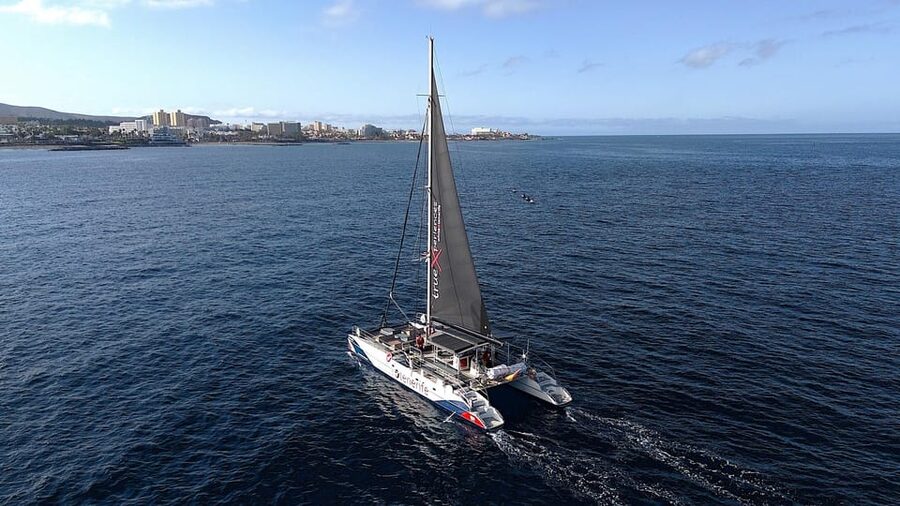 Costa Adeje: Whale & Dolphin Eco-Cruise with Snacks & Drinks - How good is the $52 value?