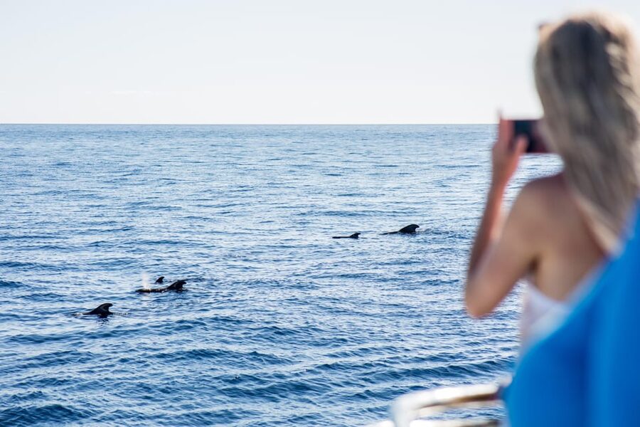 Costa Adeje: Whale & Dolphin Submarine Vision Mini Cruise - Quick Take: What Makes This Cruise Worth Considering