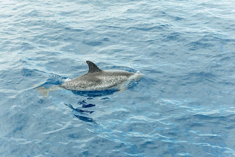 Costa Adeje: Whale & Dolphin Submarine Vision Mini Cruise - A Coastal Ride Along Adeje