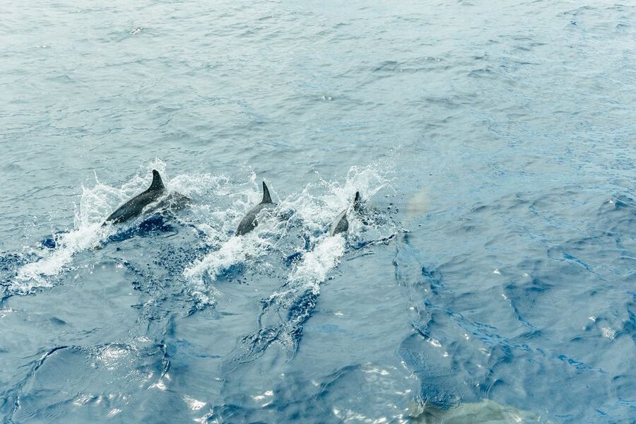 Costa Adeje: Whale & Dolphin Submarine Vision Mini Cruise - Who Will Enjoy This Cruise Most?