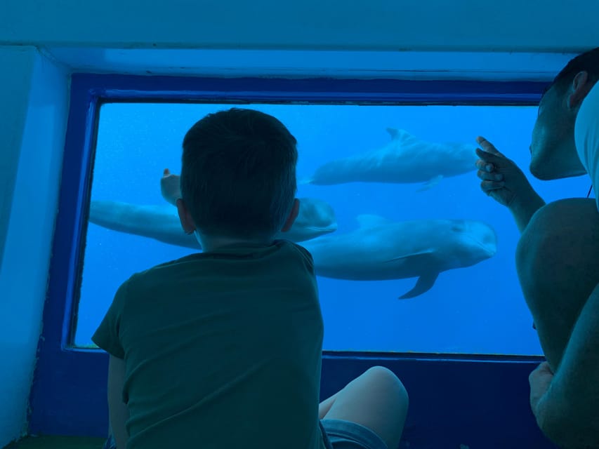 Costa Adeje: Whale & Dolphin Submarine Vision Mini Cruise - The Two-Hour Search for Whales and Dolphins