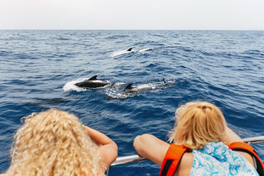 Costa Adeje: Whale Watching Catamaran Tour with Drinks - Key points before you book