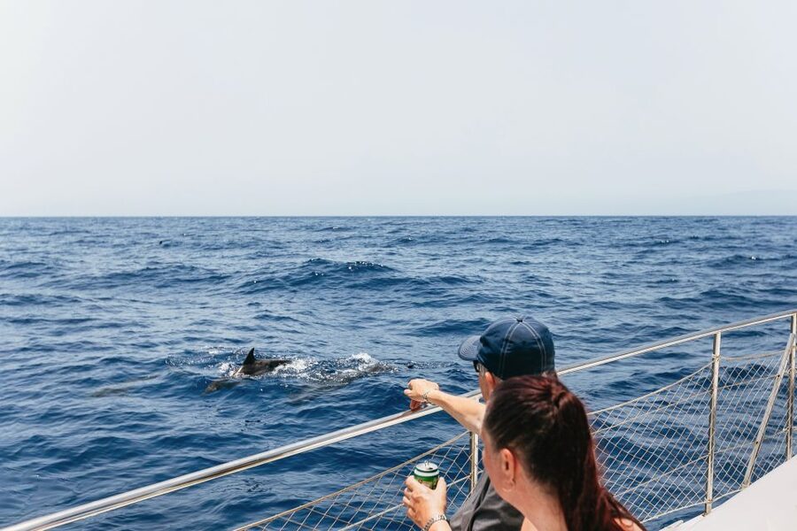 Costa Adeje: Whale Watching Catamaran Tour with Drinks - Looking for dolphins near the fish farms