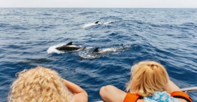Whale Watching Catamaran Tour with Drinks