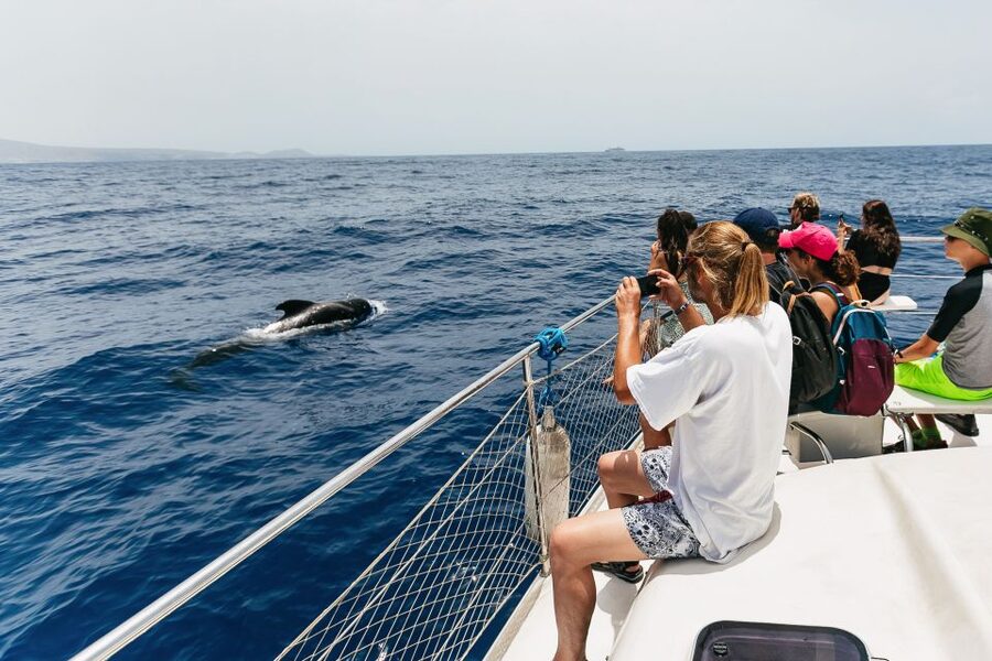 Costa Adeje: Whale Watching Catamaran Tour with Drinks - Drinks, sandwiches, and the onboard atmosphere