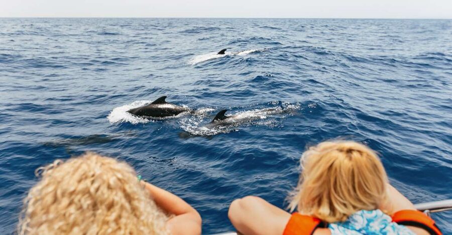 Costa Adeje: Whale Watching Catamaran Tour with Drinks - Finding pilot whales just offshore