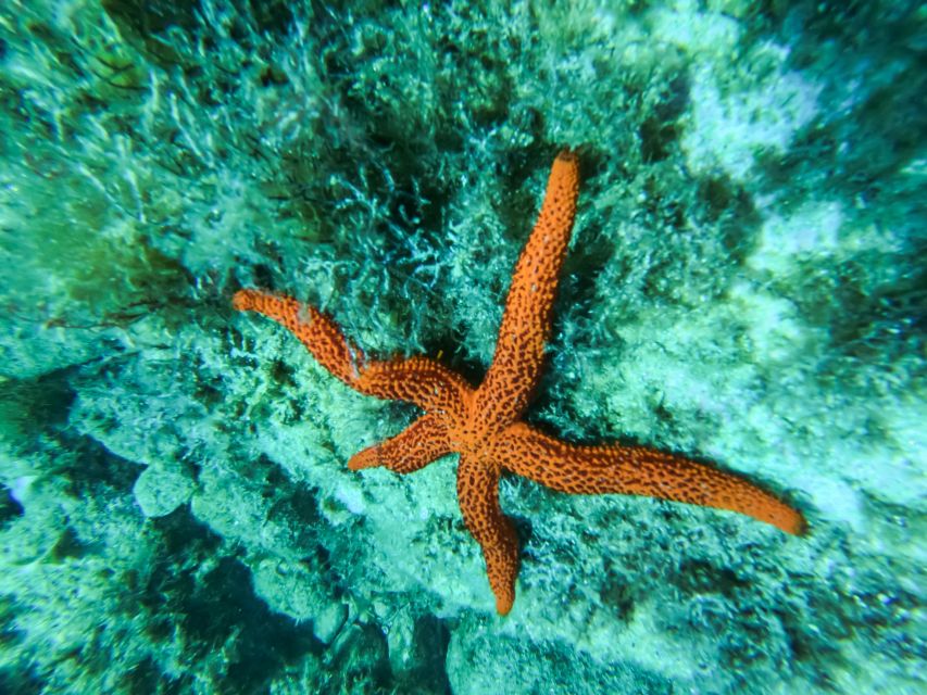 Costa Brava: Sea Caves Kayaking and Snorkeling Tour - The final 40-minute paddle completes the picture