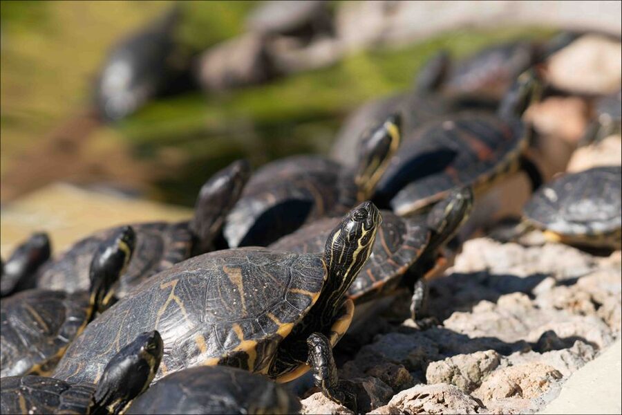 Costa d'en Blanes: Entry Ticket for Marineland Mallorca - Sea lions and birds add variety