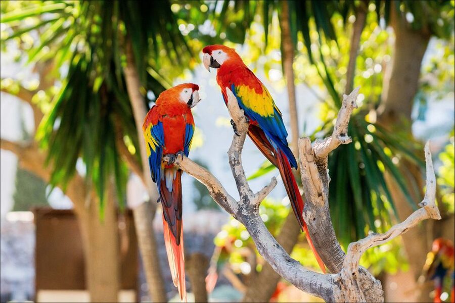 Costa d'en Blanes: Entry Ticket for Marineland Mallorca - Flamingos, Humboldt penguins, and the aviary