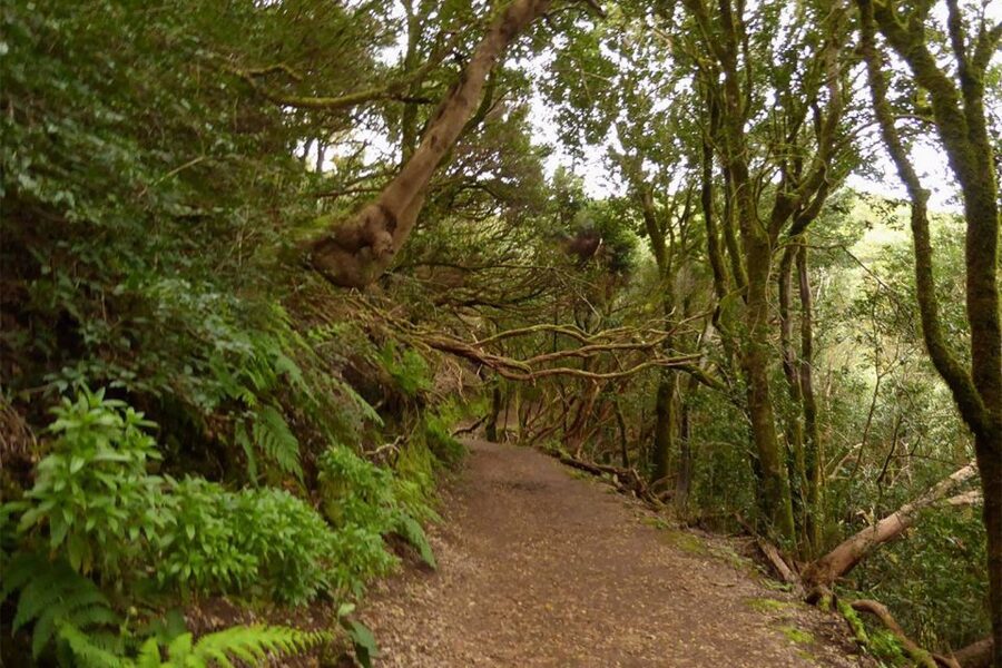 Cruz del Carmen: Hiking in Anaga with Local Food Products - Why this Anaga walk is worth your time