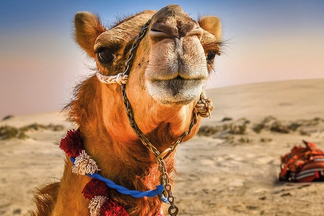 Cultural excursion for one day to Tangier with ferry included - Key points to know before booking