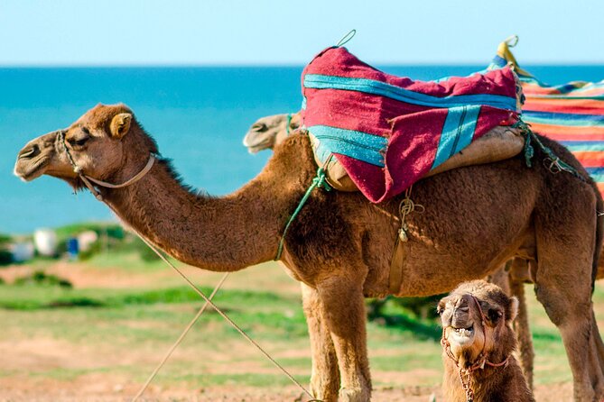 Cultural excursion for one day to Tangier with ferry included - Getting to the Port of Tarifa before 9 a.m.