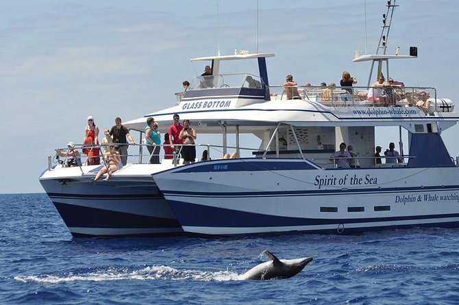 Dolphin and Whales watching cruise from Puerto Rico de Gran Canaria - Key points before you book