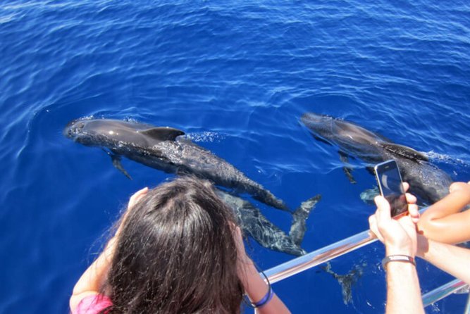 Dolphin and Whales watching cruise from Puerto Rico de Gran Canaria - Setting out from Puerto Rico