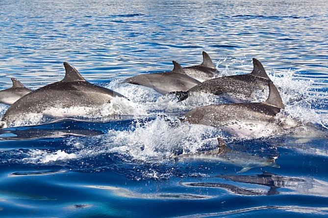 Dolphin and Whales watching cruise from Puerto Rico de Gran Canaria - Searching the southwest coast