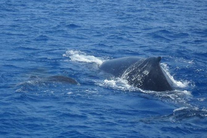 Dolphin and Whales watching cruise from Puerto Rico de Gran Canaria - The possible swim stop