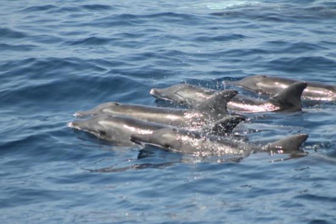 Dolphin and Whales watching cruise from Puerto Rico de Gran Canaria - Seasickness: the issue you should take seriously