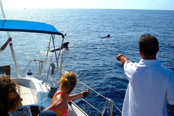 Dolphin and Whales watching cruise from Puerto Rico de Gran Canaria - How the free second trip works
