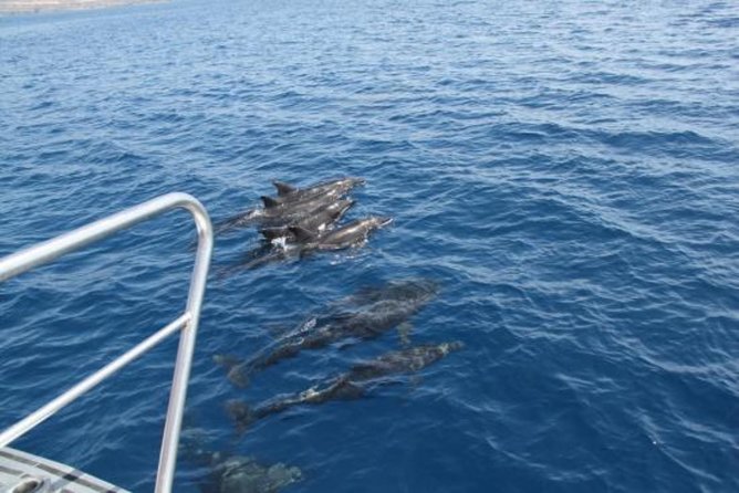 Dolphin and Whales watching cruise from Puerto Rico de Gran Canaria - Is $50.46 a fair price?