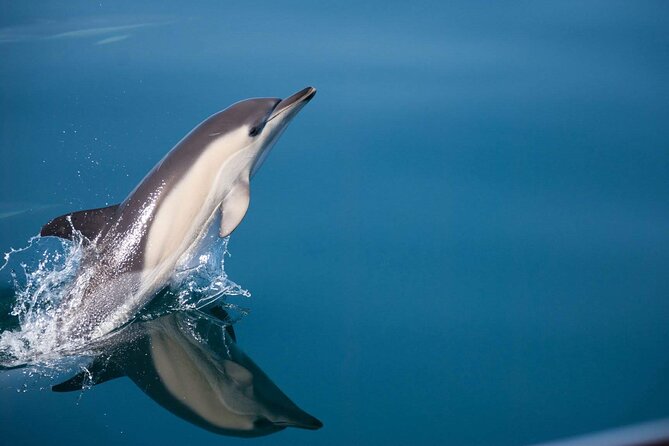 Dolphin Watching Adventure in Estepona Bay - How much value do you get for $42.33?