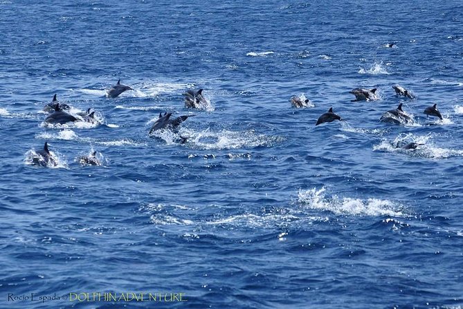 Dolphin Watching Excursion in Gibraltar - Setting out from Ocean Village