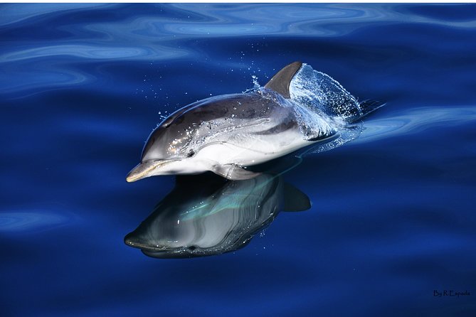 Dolphin Watching Excursion in Gibraltar - Finding the dolphins in their natural home