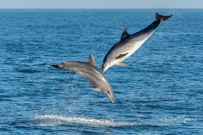Dolphin Watching Excursion in Gibraltar - What the marine biologist adds
