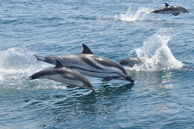 Dolphin Watching Excursion in Gibraltar - Upper deck views and practical comfort
