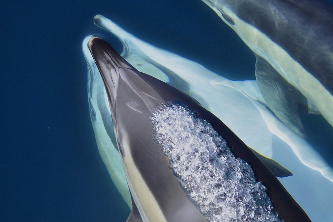 Dolphin Watching Excursion in Gibraltar - Timing matters if you have a ship to catch