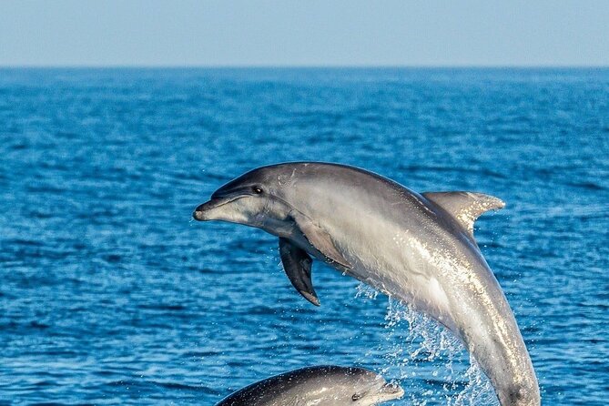 Dolphin Watching Excursion in Gibraltar - How the $38.83 price measures up
