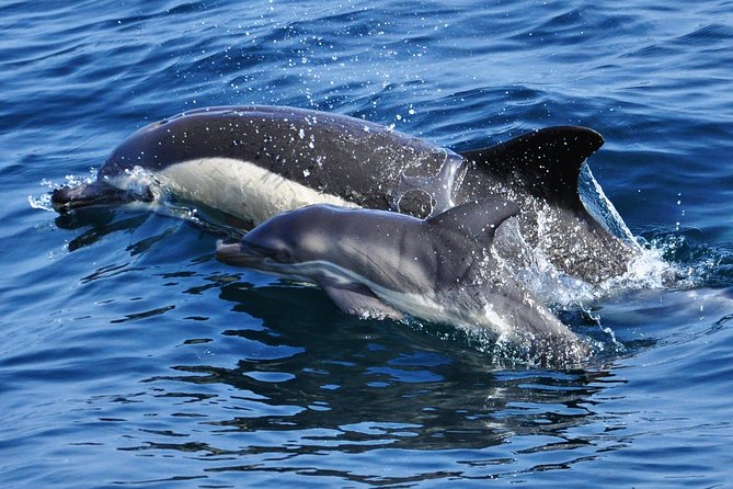 Dolphin Watching Excursion in Gibraltar - Who will enjoy this boat trip most?
