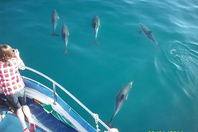 Dolphin Watching in Gibraltar Dolphin Safari V.I.P - Key points at a glance